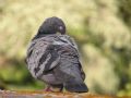 Columba livia